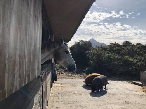 Heatherhill Farm Cottage In Letterfrack Beside Connemara National Park エクステリア 写真
